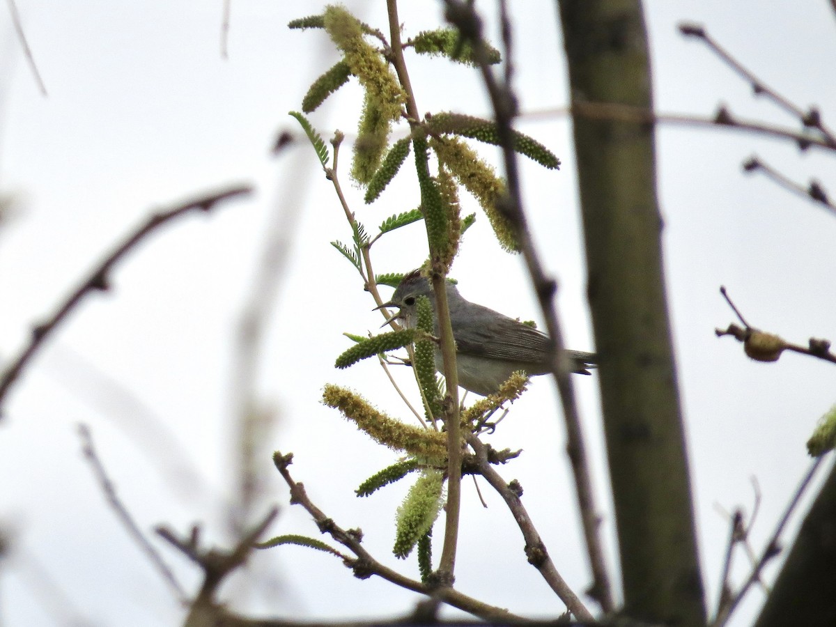 Lucy's Warbler - ML642673798