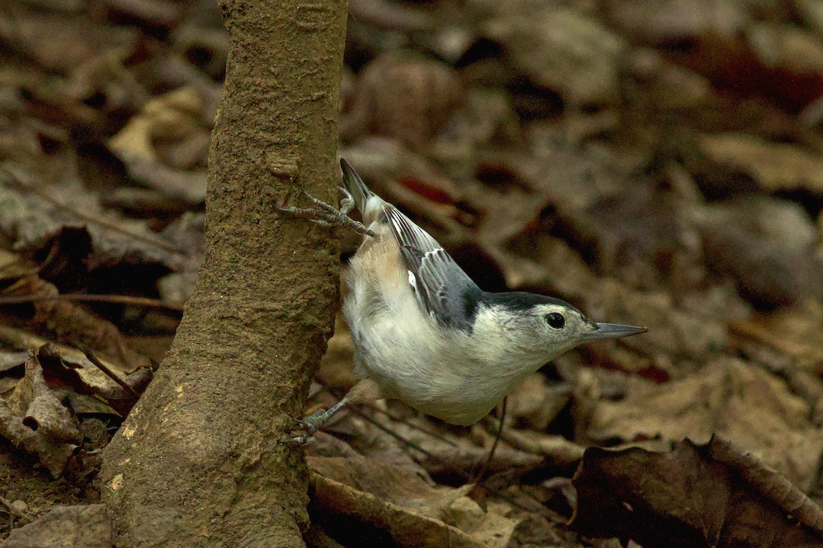 White-breasted Nuthatch - ML642673799