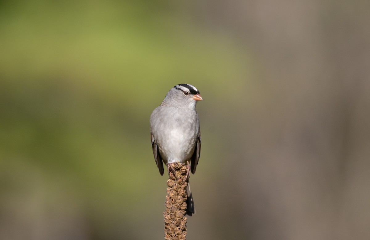 strnadec bělopásý (ssp. leucophrys) - ML642673803