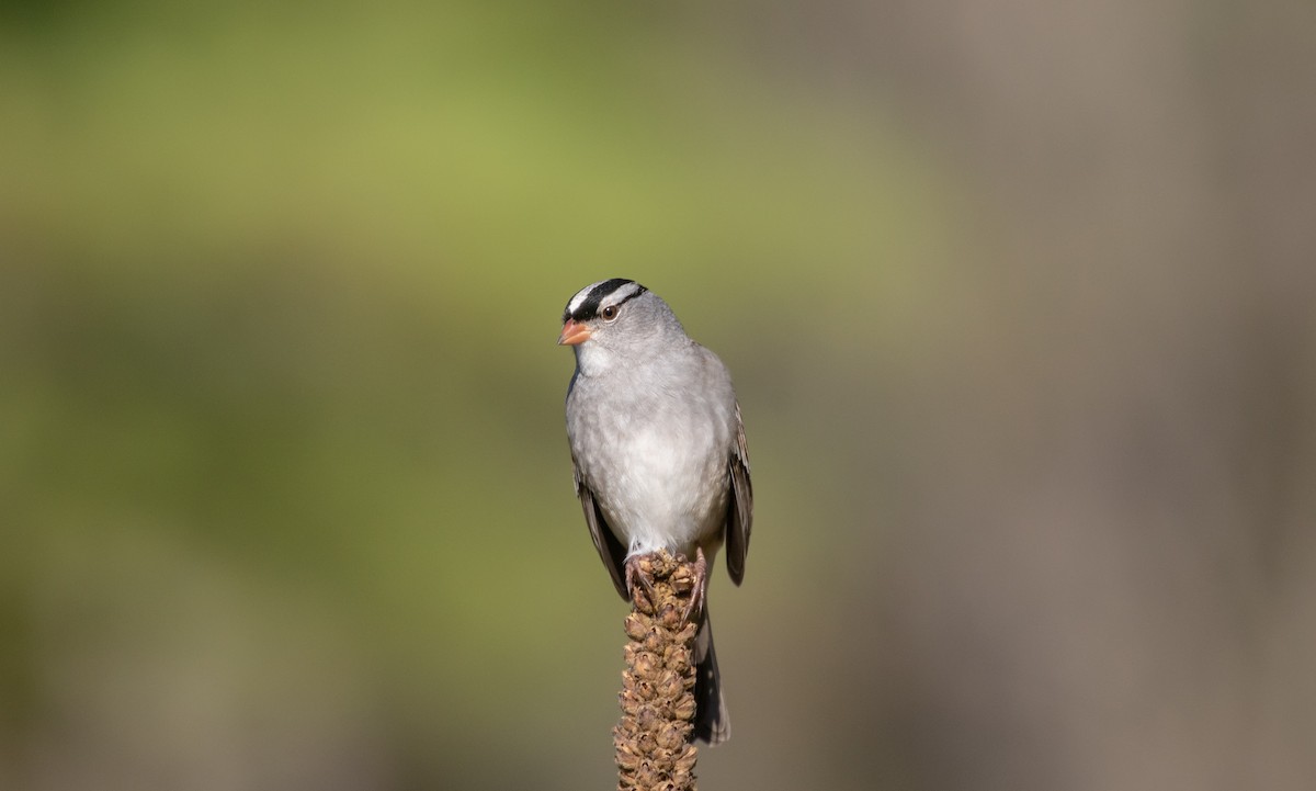 strnadec bělopásý (ssp. leucophrys) - ML642673807