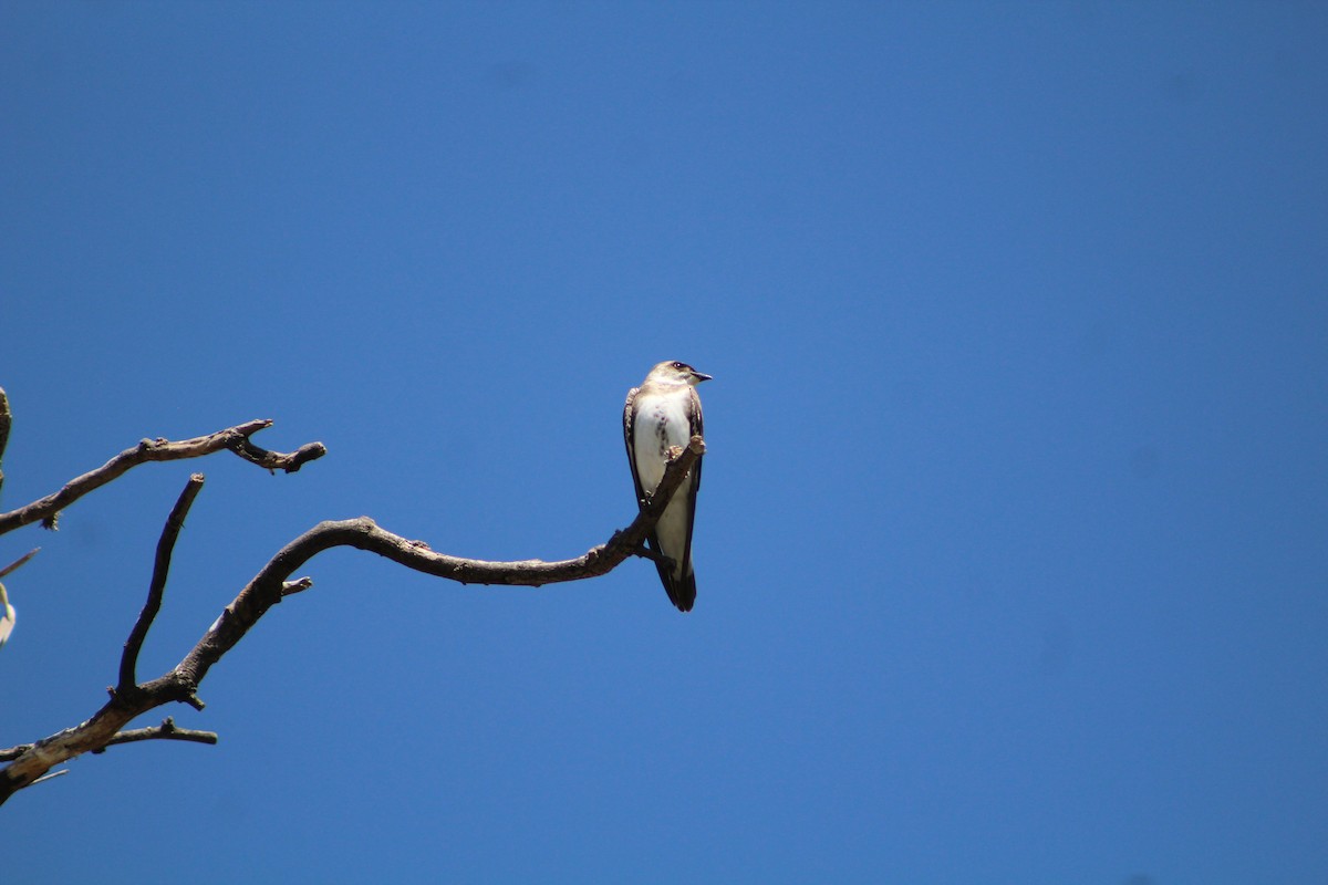 Brown-chested Martin - ML642673816