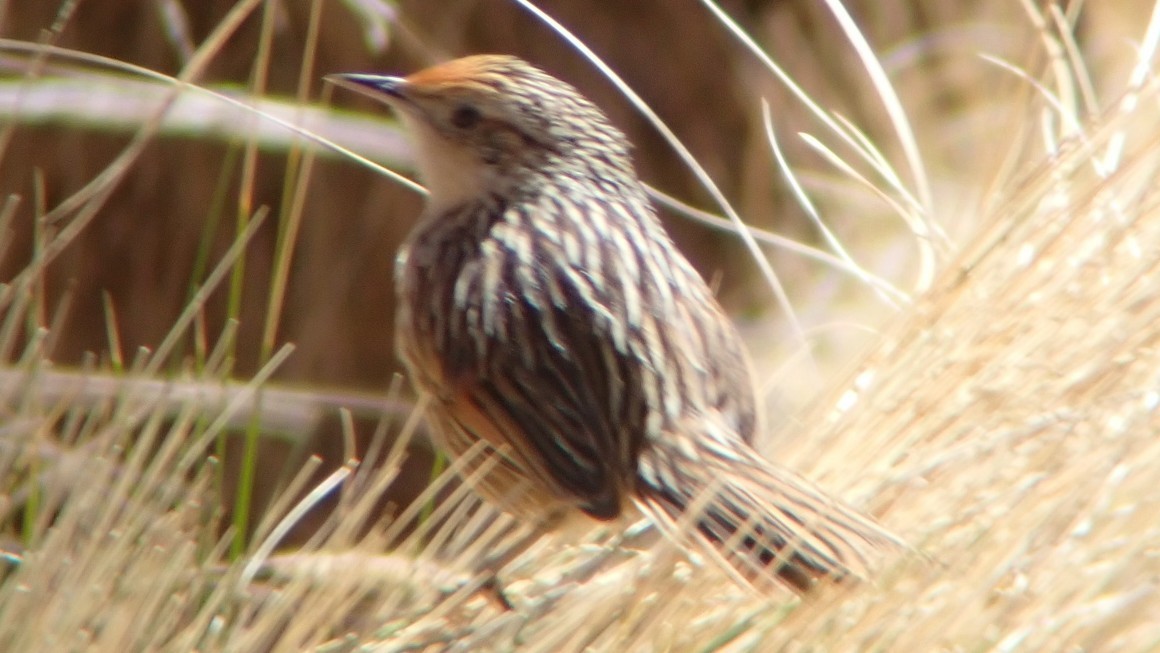 Scribble-tailed Canastero - ML642673817