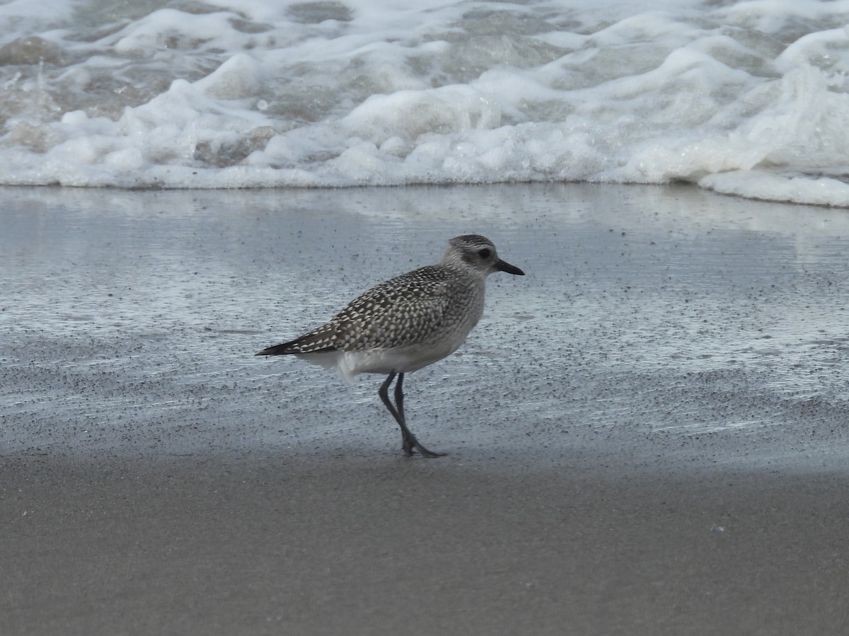 Black-bellied Plover - ML642673823