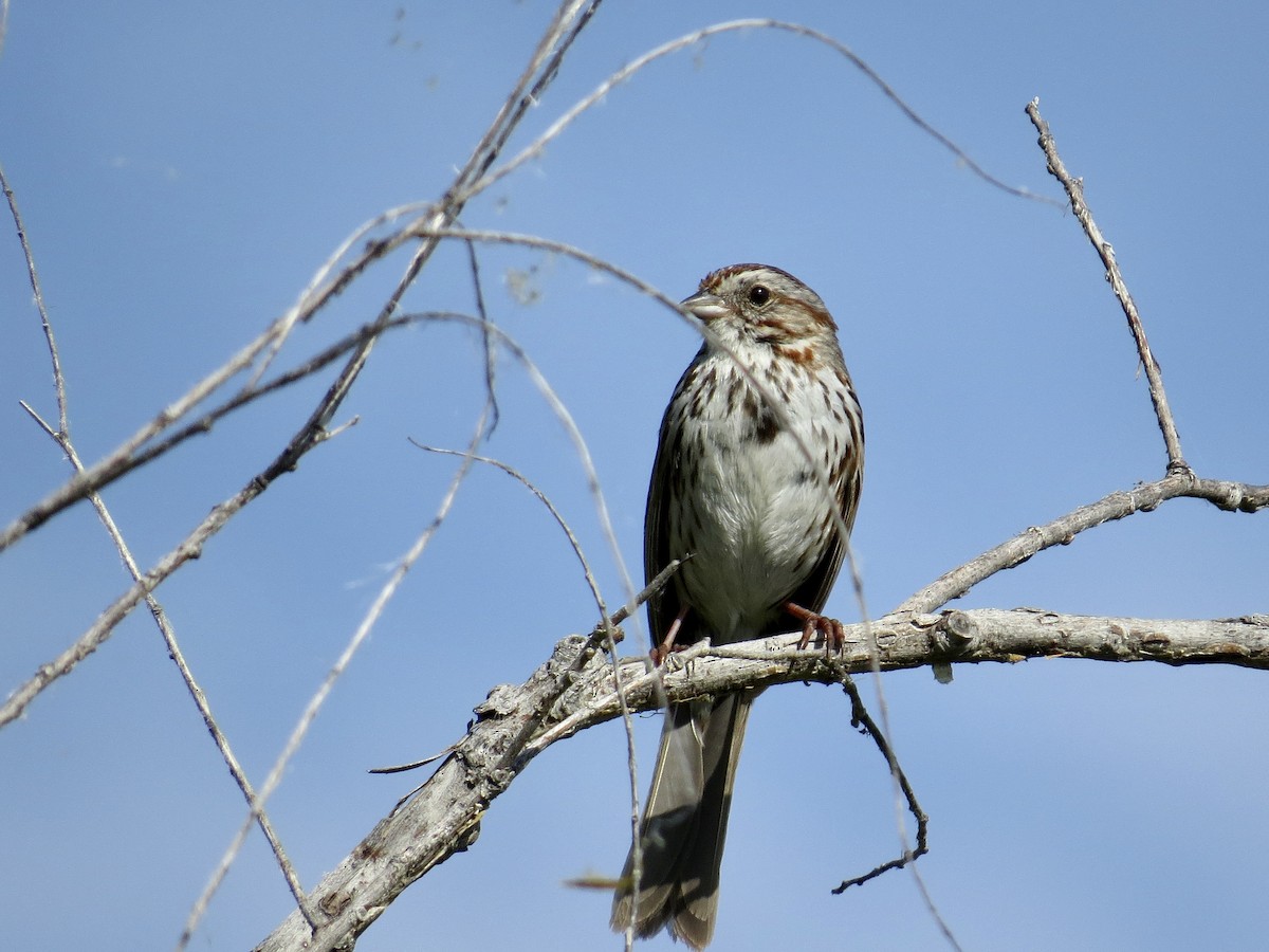 Song Sparrow (fallax Group) - ML642673825