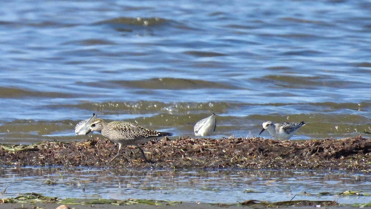 American Golden-Plover - ML642673826