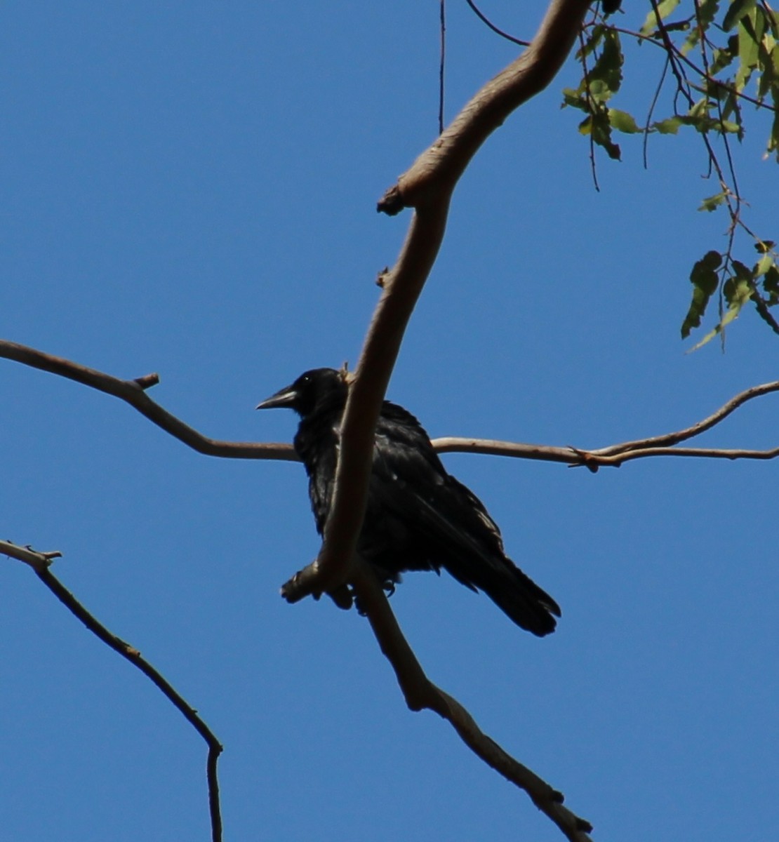 American Crow - ML642673827