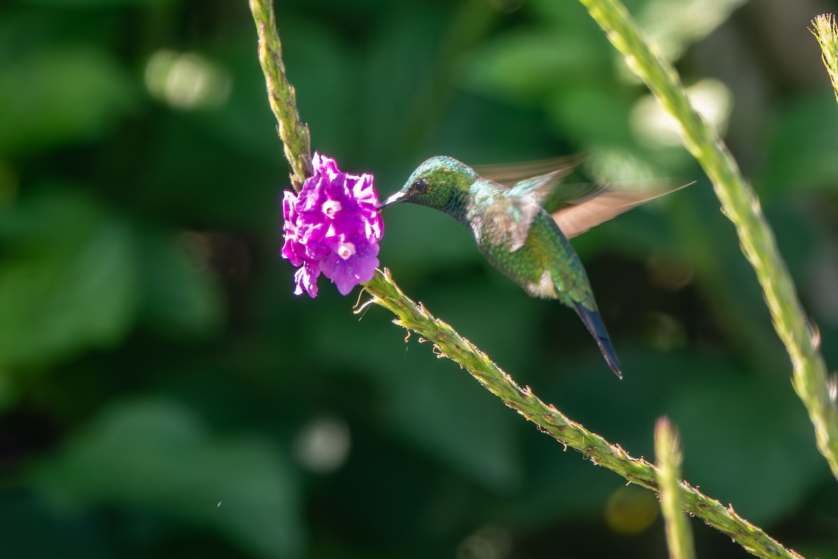 Garden Emerald - ML642673831