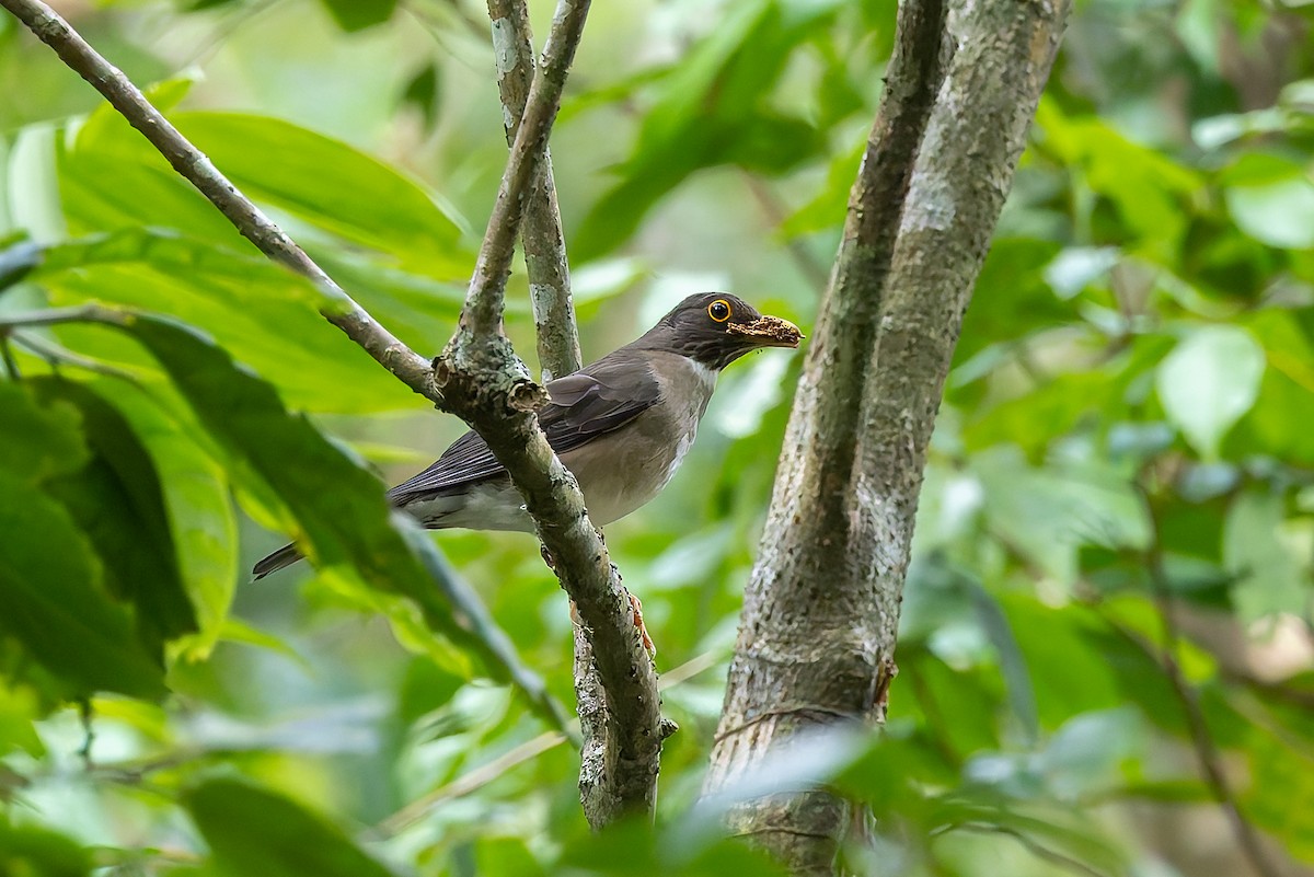Black-headed Nightingale-Thrush - ML642673832