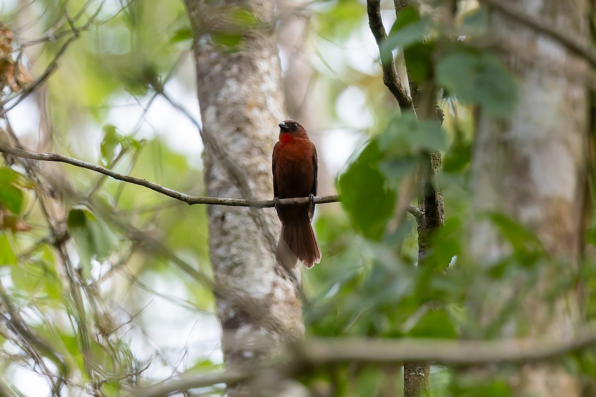 Red-throated Ant-Tanager - ML642673834