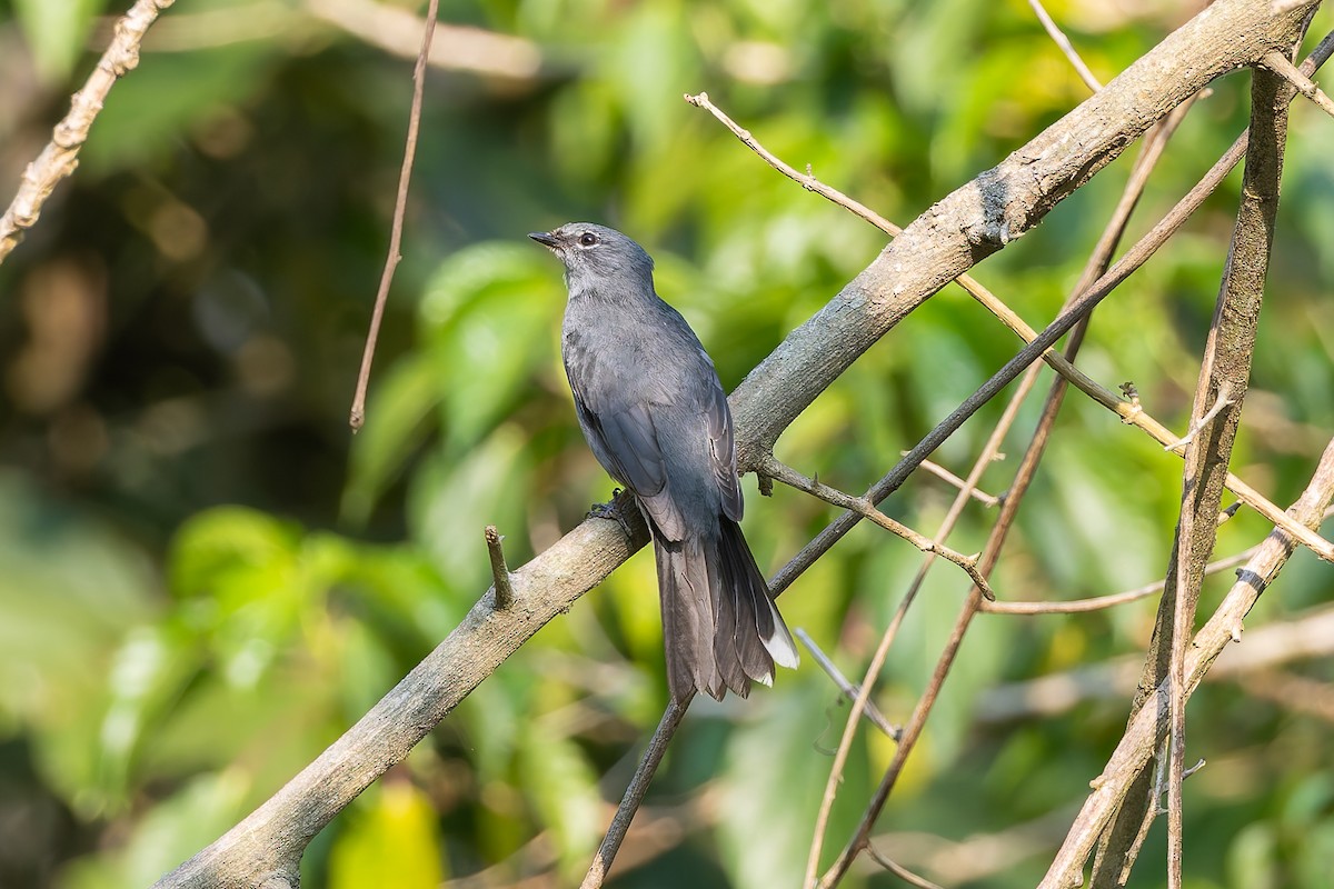 Slate-colored Solitaire - ML642673837