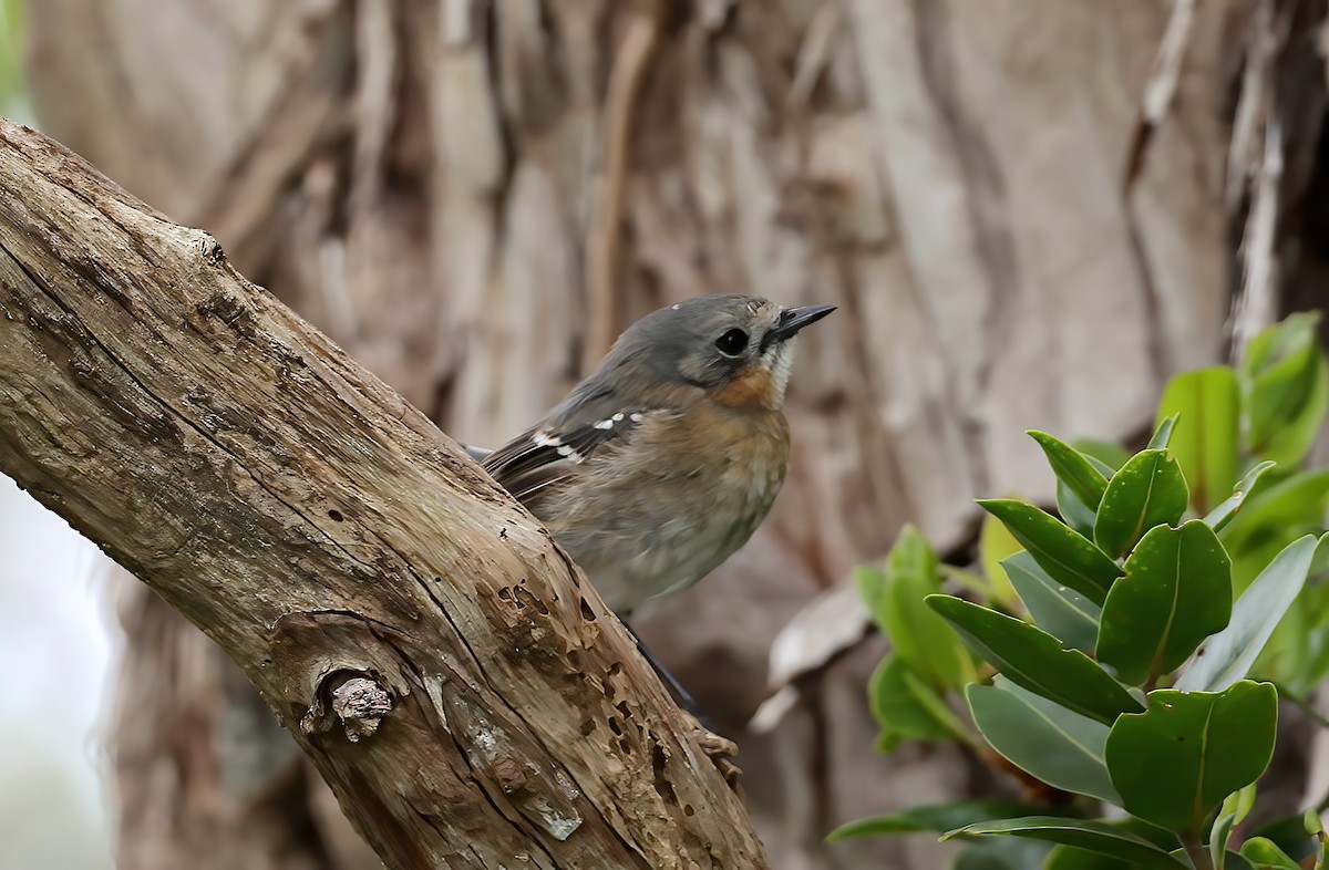 Kauai Elepaio - ML642673838
