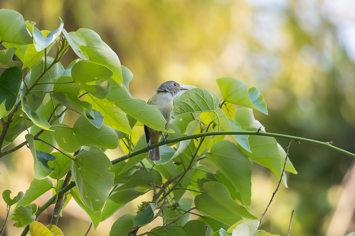 Lesser Greenlet - ML642673840