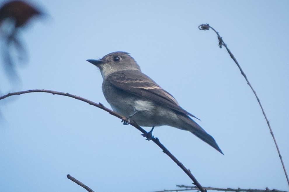 Western Wood-Pewee - ML642673841