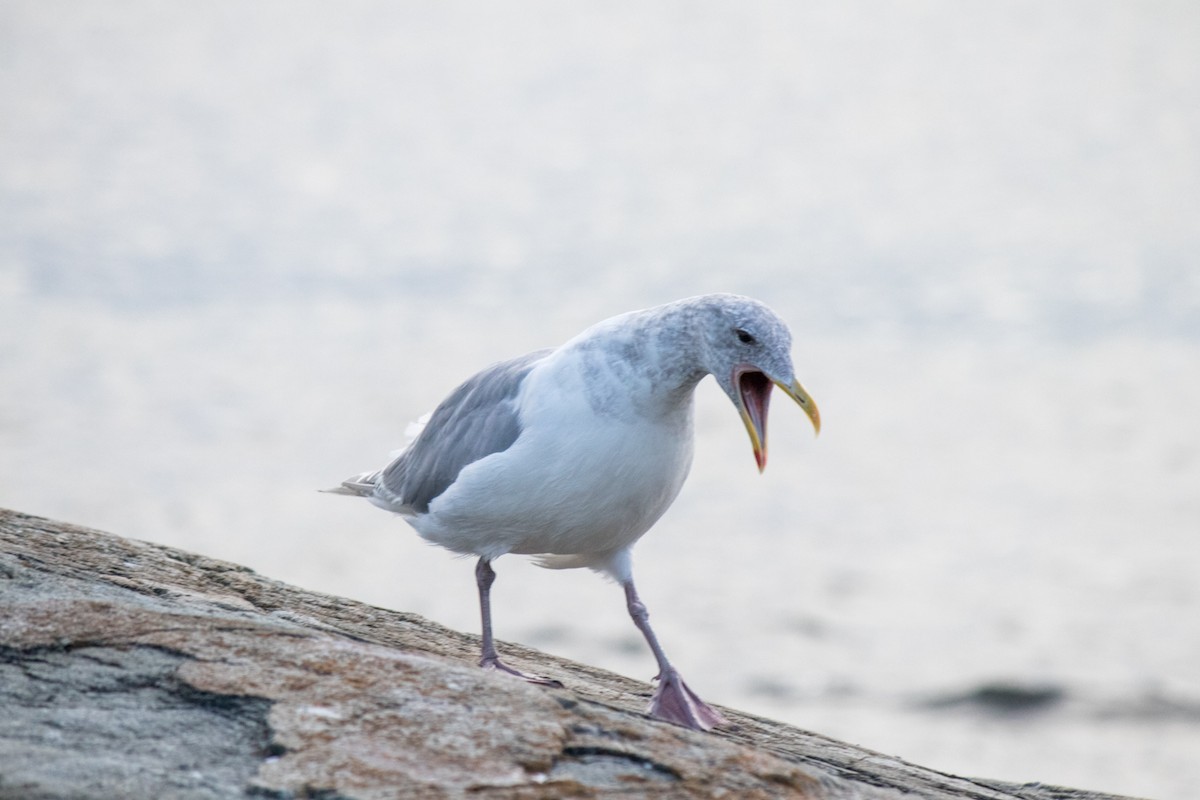 Glaucous-winged Gull - ML642673842