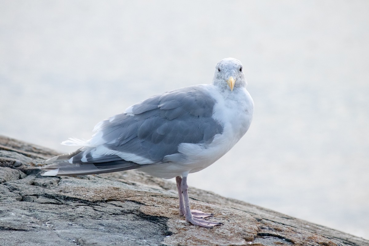 Glaucous-winged Gull - ML642673843