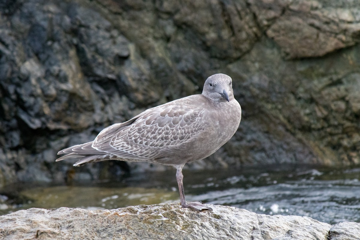 Glaucous-winged Gull - ML642673844