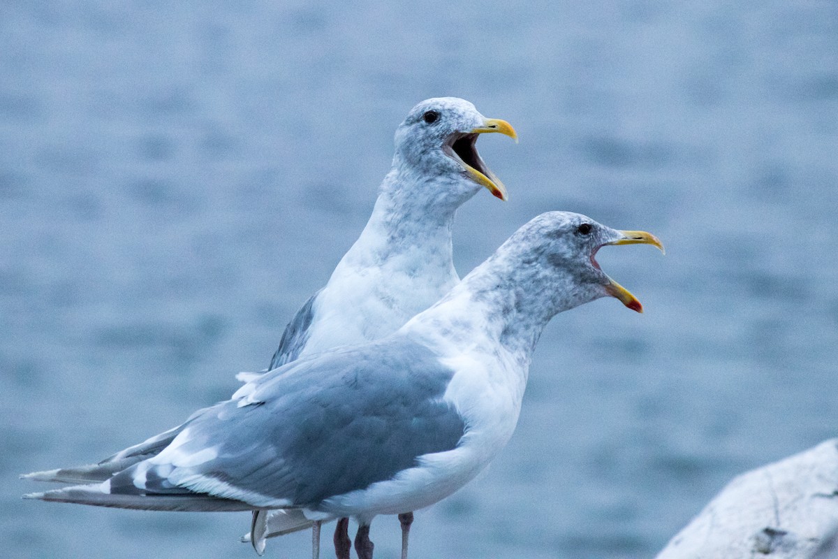 Glaucous-winged Gull - ML642673846