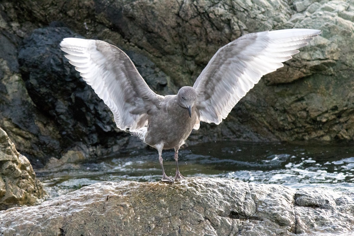 Glaucous-winged Gull - ML642673847