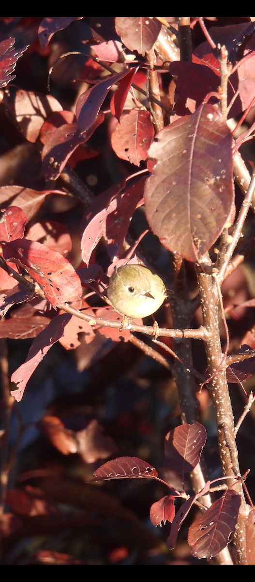 Ruby-crowned Kinglet - ML642673853