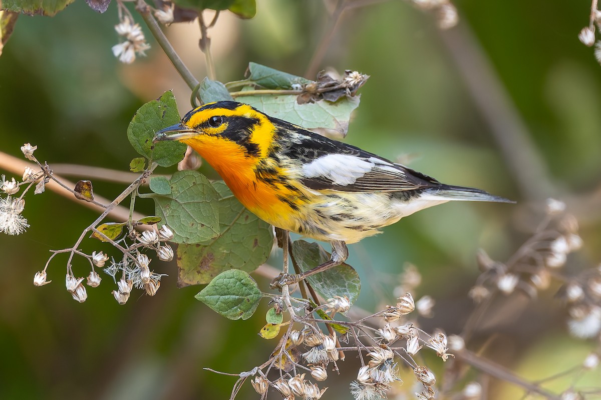 Blackburnian Warbler - ML642673854