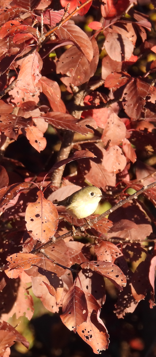 Ruby-crowned Kinglet - ML642673855