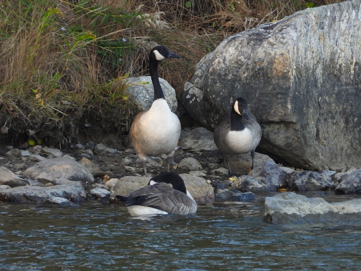 Canada Goose - ML642673856