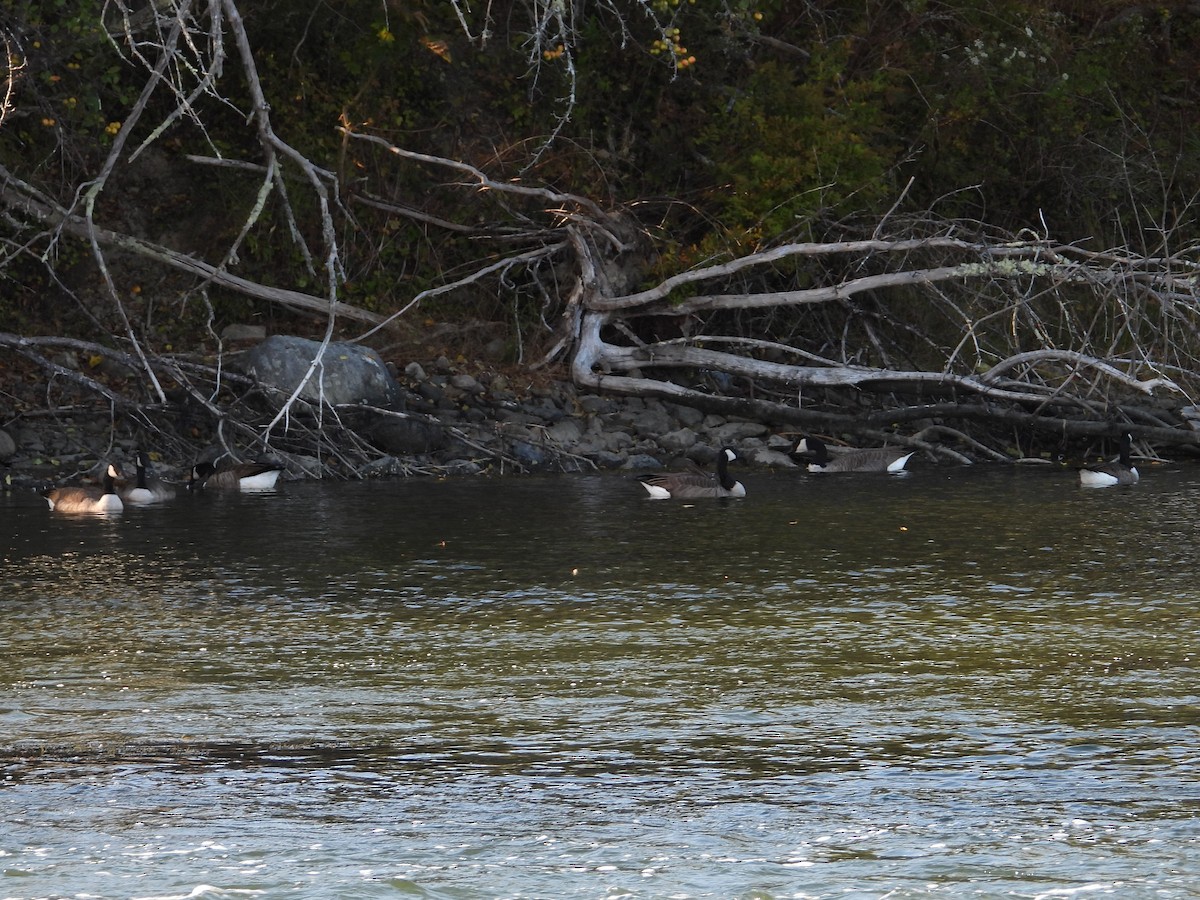 Canada Goose - ML642673857