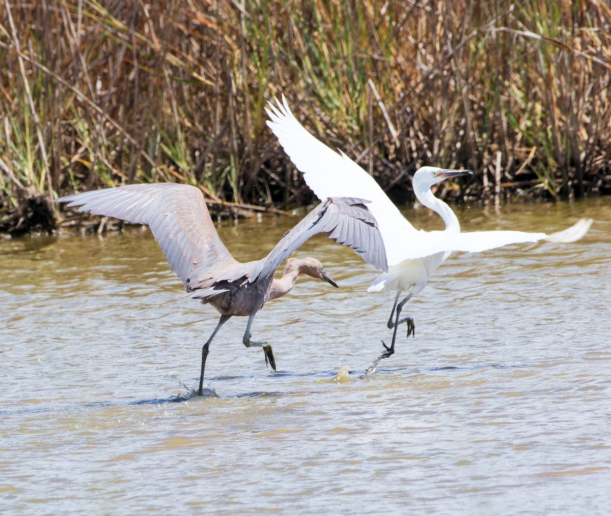 Reddish Egret - ML642673859