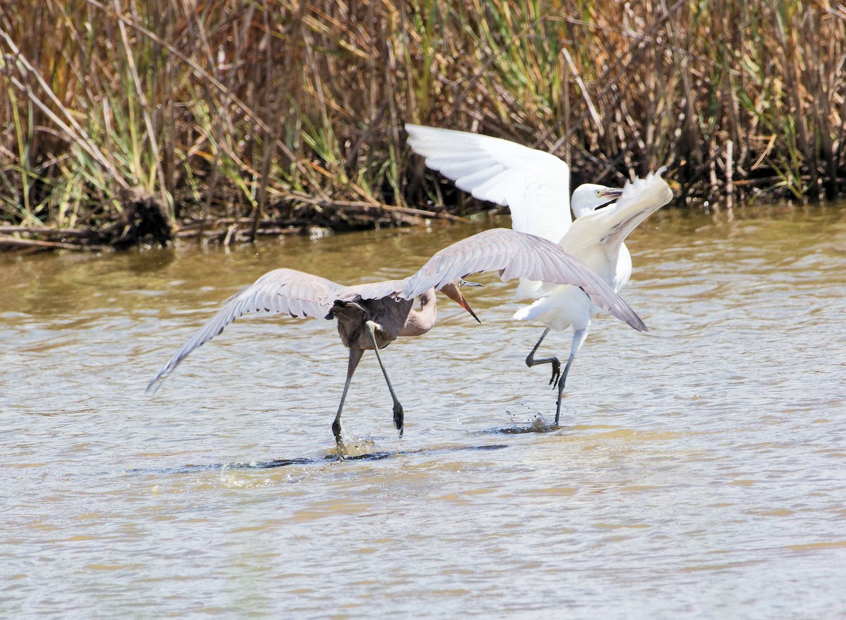 Reddish Egret - ML642673860