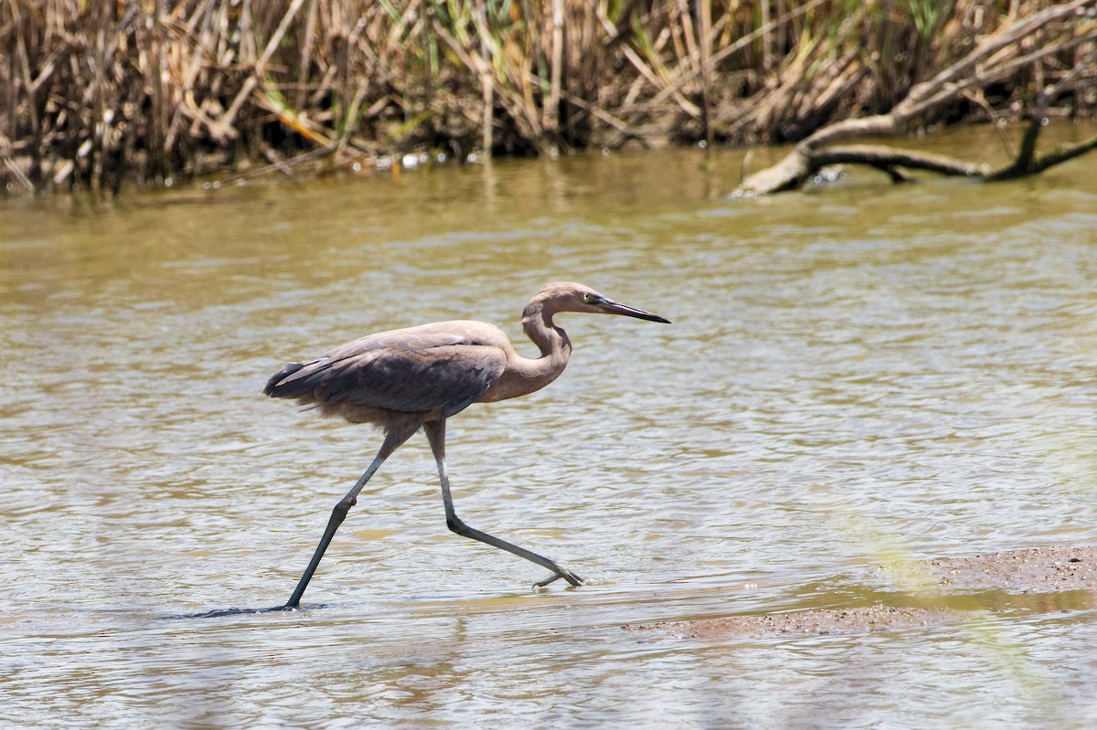 Reddish Egret - ML642673861