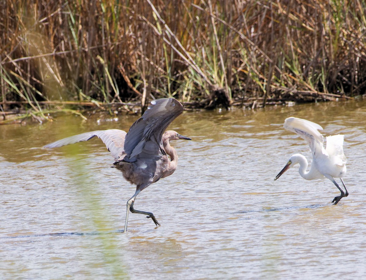 Reddish Egret - ML642673862