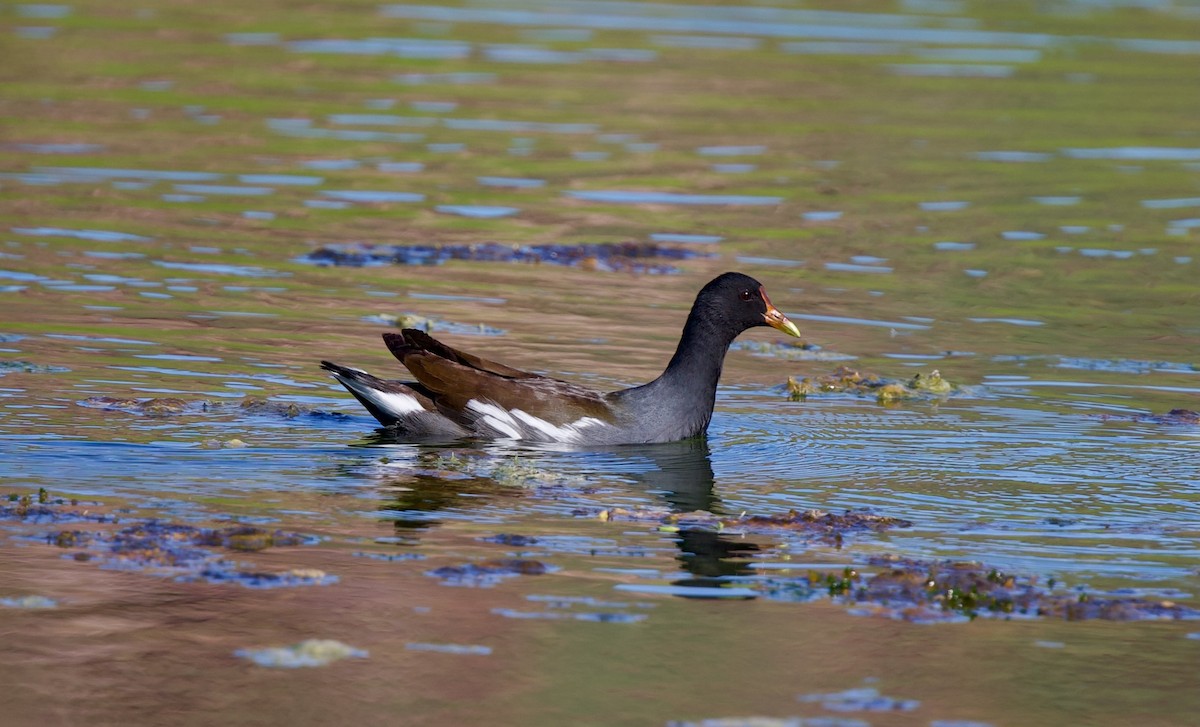 Common Gallinule - ML642673863