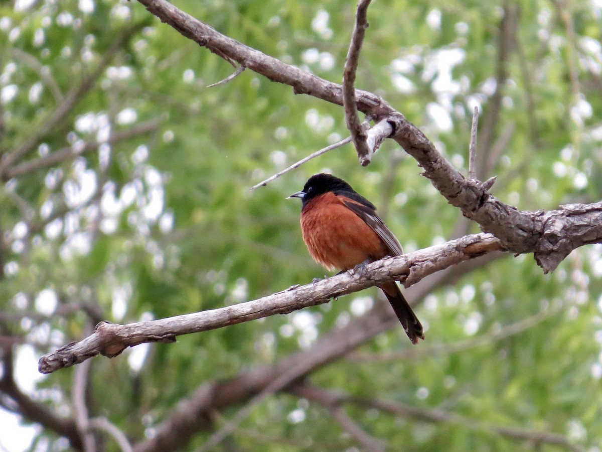 Orchard Oriole - ML642673864