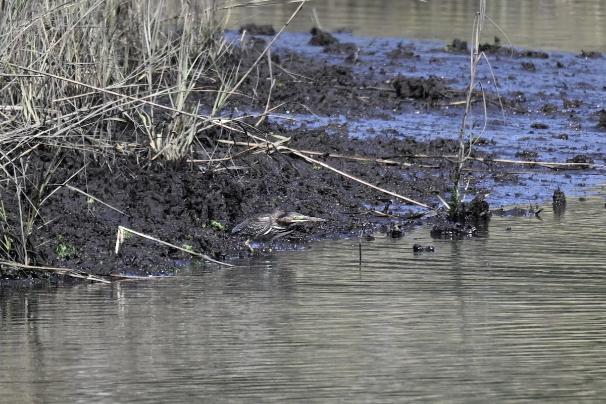 Green Heron - ML642673866