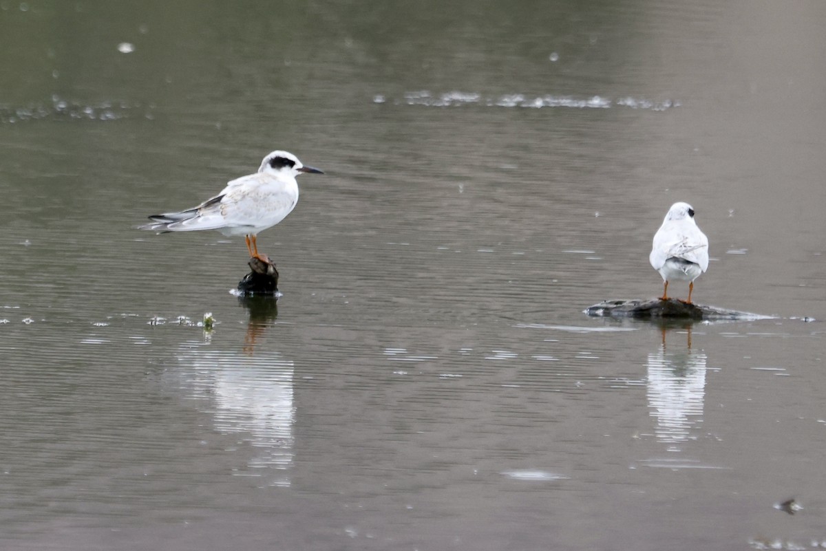 Forster's Tern - ML642673893