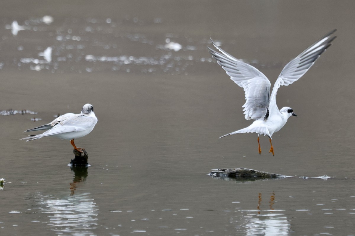 Forster's Tern - ML642673895