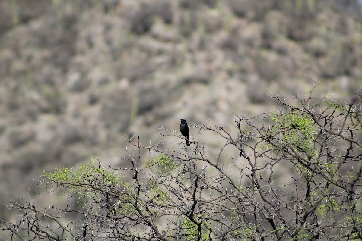Shiny Cowbird - ML642673901