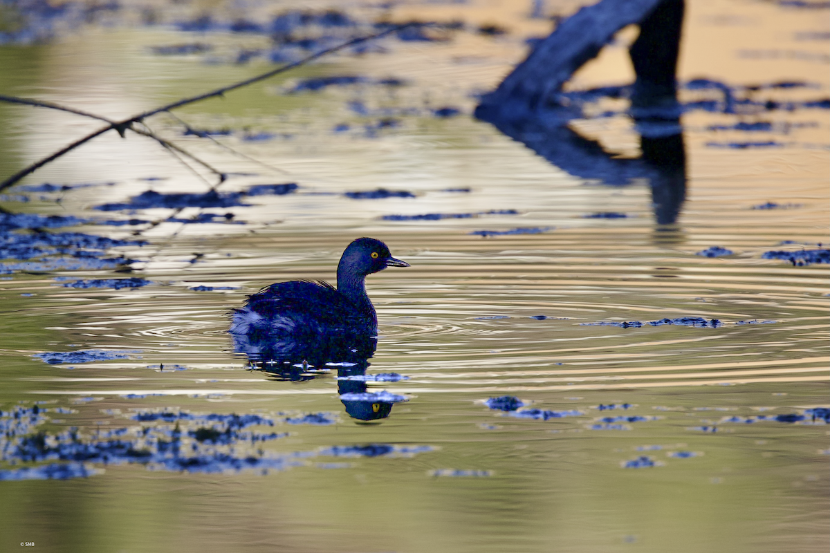 Least Grebe - ML642673907