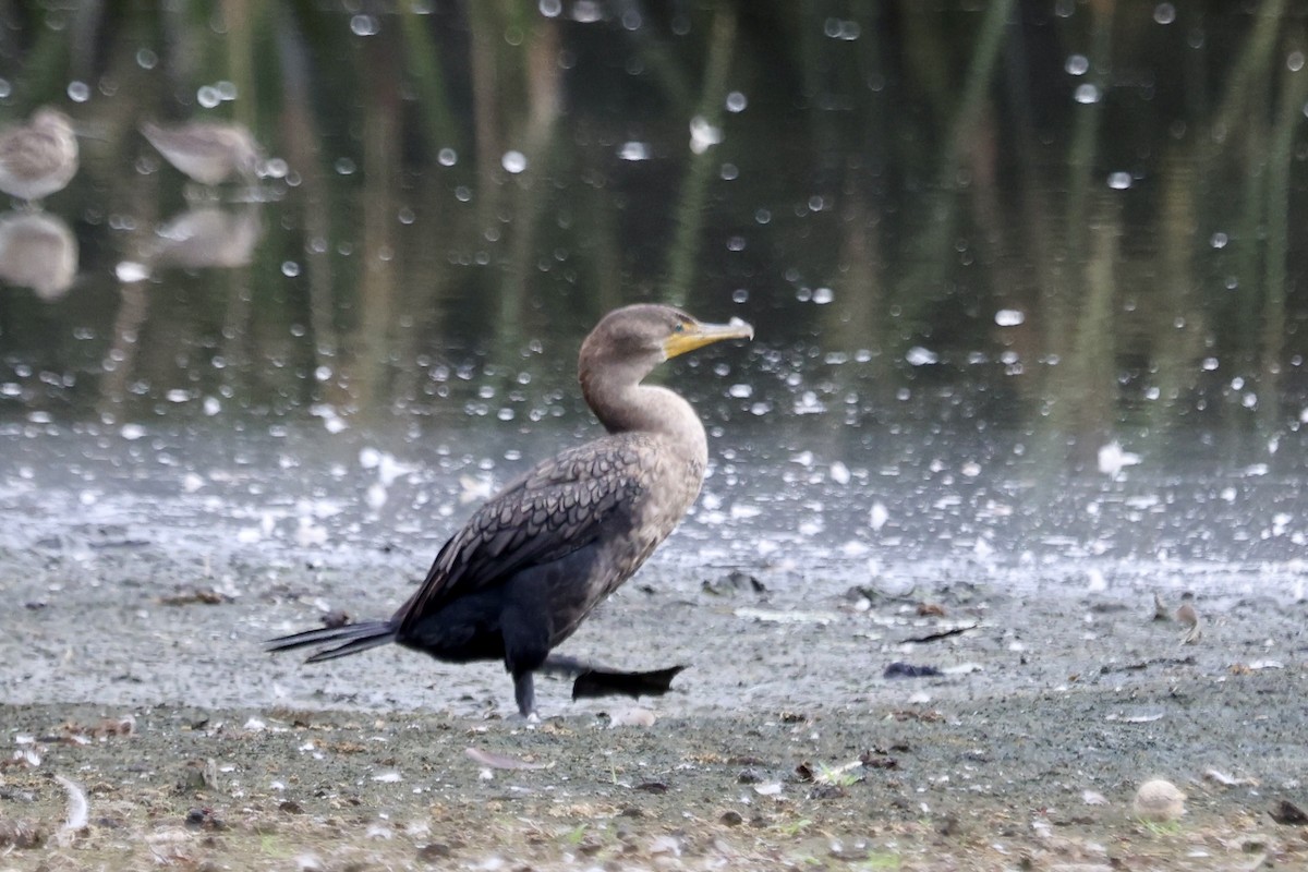 Double-crested Cormorant - ML642673910