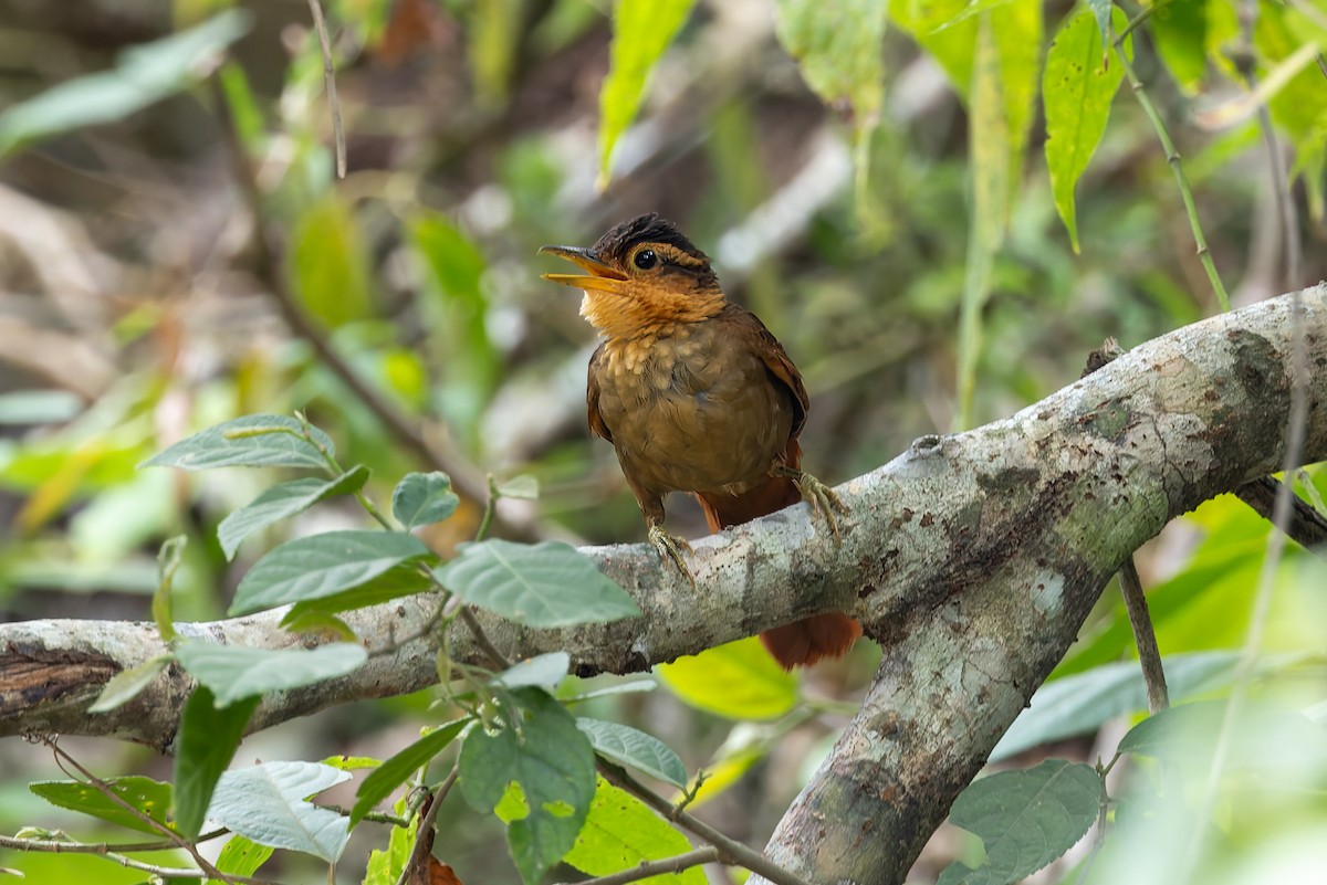 Fawn-throated Foliage-gleaner (Mexican) - ML642673912