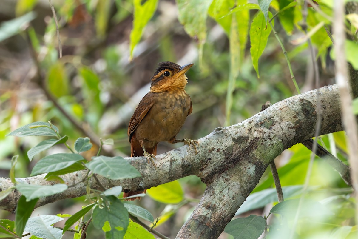 Fawn-throated Foliage-gleaner (Mexican) - ML642673913