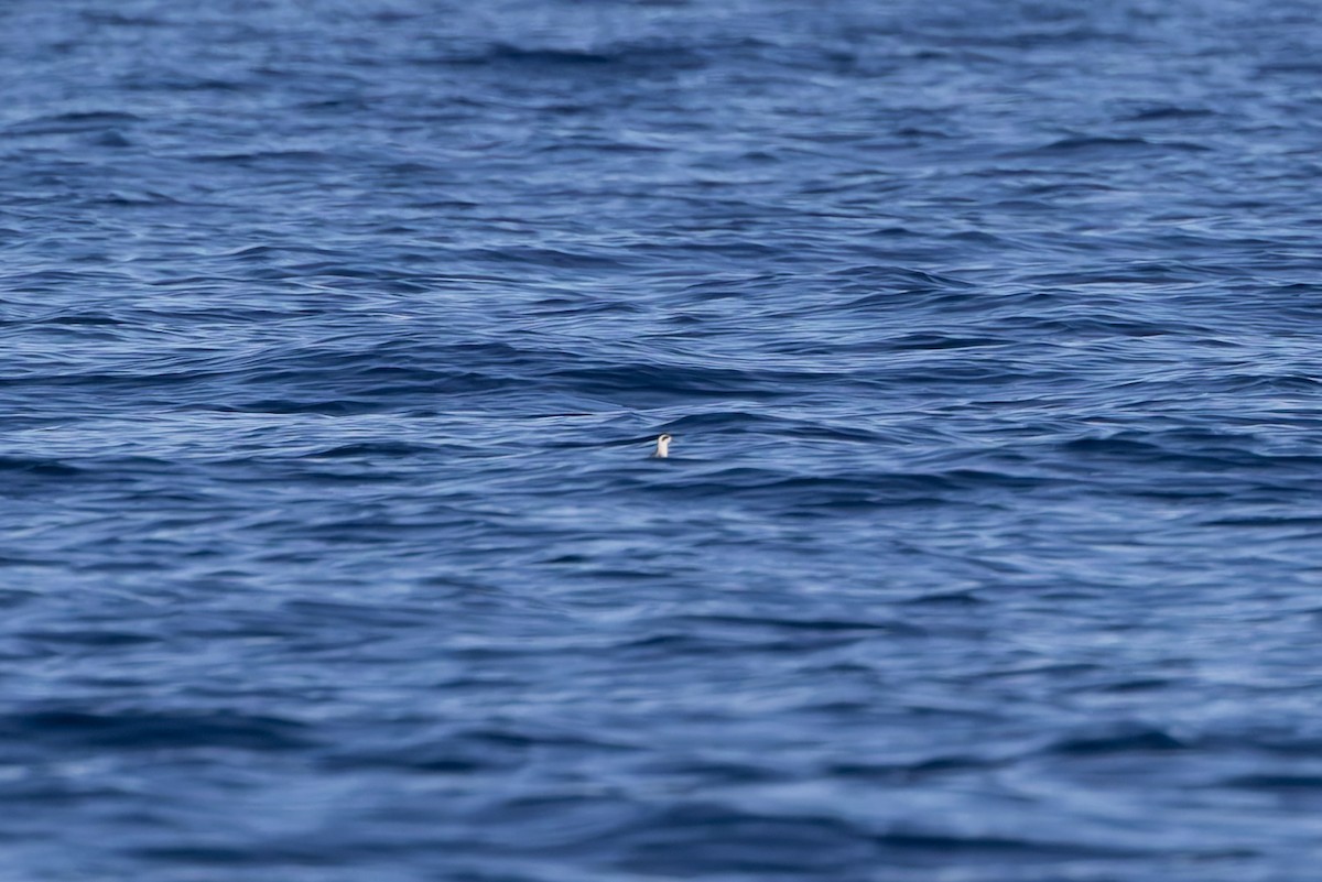 Thorshühnchen - ML642673926