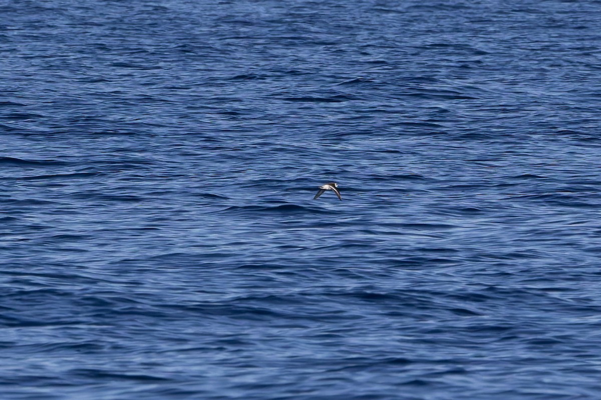 Thorshühnchen - ML642673927