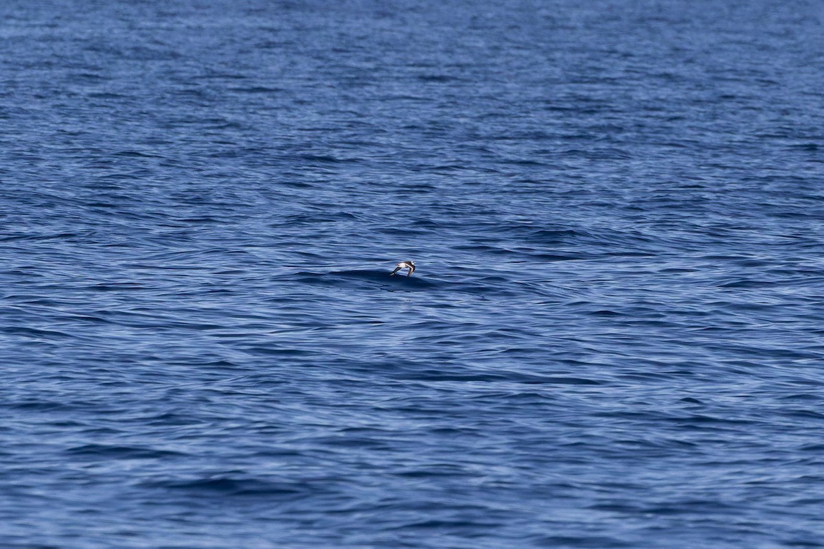 Thorshühnchen - ML642673928