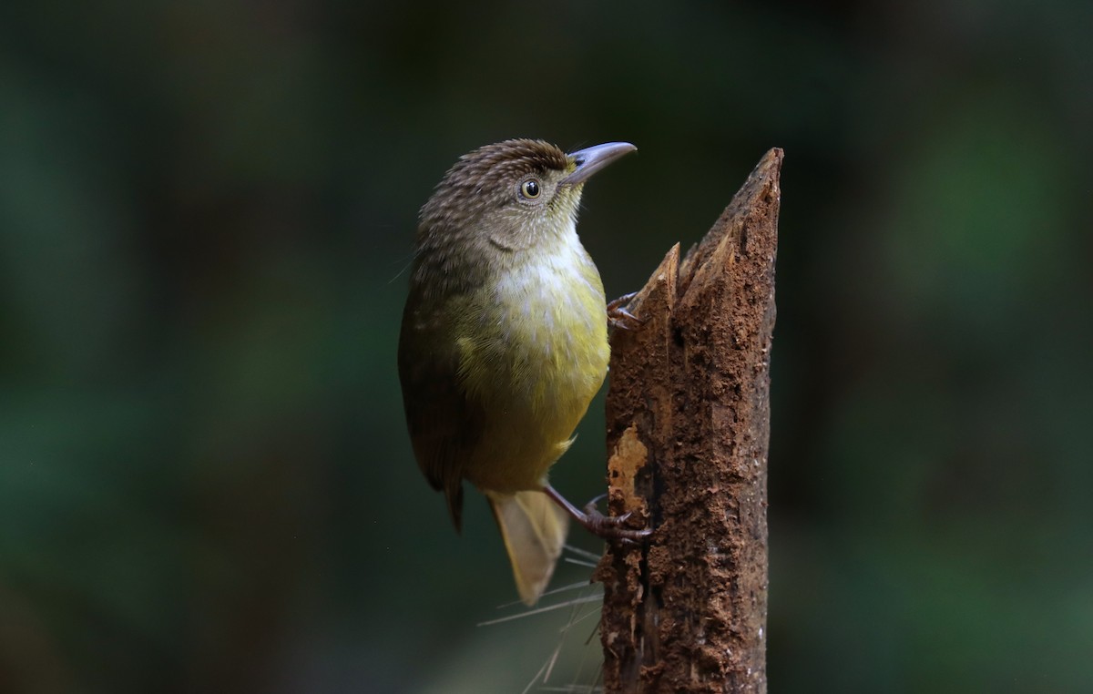 Bulbul de Palawan - ML642673929