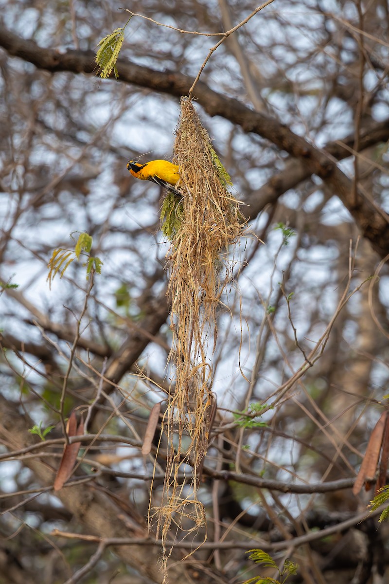 Streak-backed Oriole - ML642673942