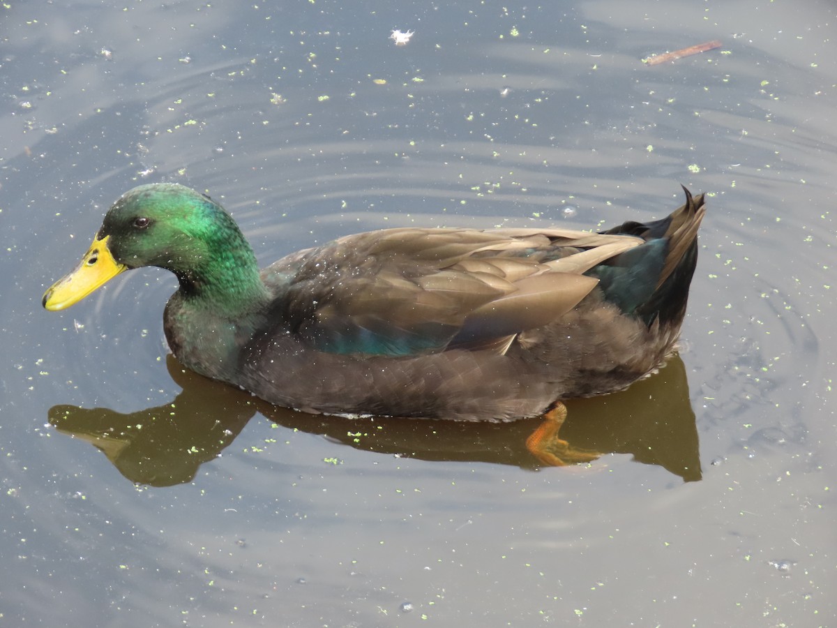 Anatra germanata - ML642673944
