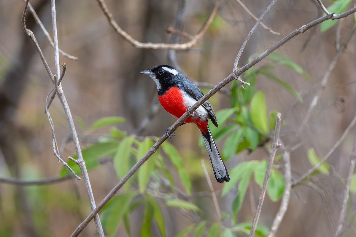 Red-breasted Chat - ML642673947