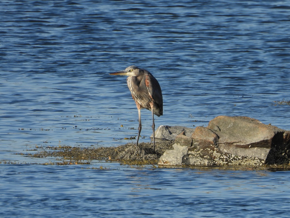 Great Blue Heron - ML642673948