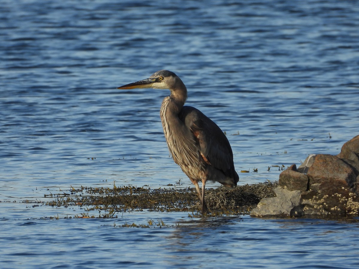 Great Blue Heron - ML642673949